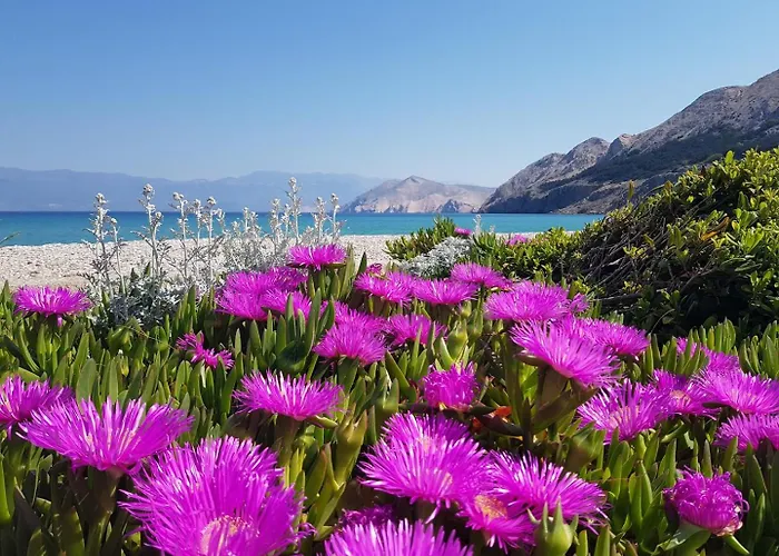 Πανσιόν Osmanovic